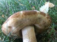 Leccinum scabrum image