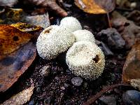 Lycoperdon perlatum image