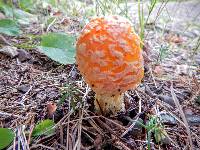 Amanita muscaria image