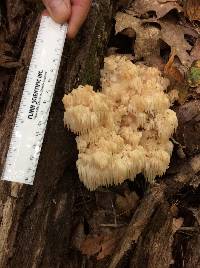 Hericium americanum image