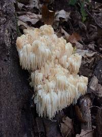 Hericium americanum image