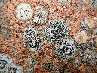 Porpidia crustulata image