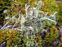 Cladonia coniocraea image