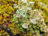 Cladonia chlorophaea image