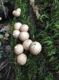 Lycoperdon pyriforme image