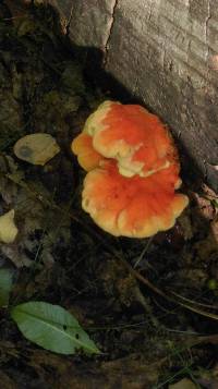 Laetiporus sulphureus image