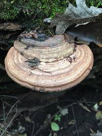 Ganoderma applanatum image