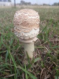 Chlorophyllum molybdites image