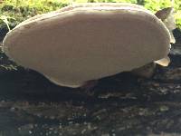 Ganoderma applanatum image