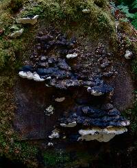 Fomitopsis pinicola image