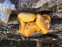 Pholiota aurivella image