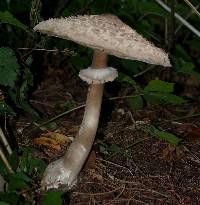 Chlorophyllum rhacodes image