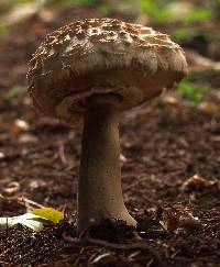 Chlorophyllum rhacodes image