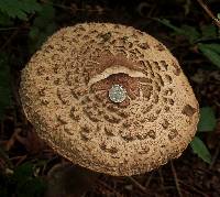 Chlorophyllum rhacodes image