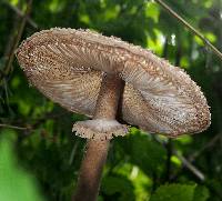 Chlorophyllum rhacodes image