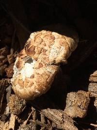 Neolentinus ponderosus image