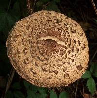 Chlorophyllum rhacodes image