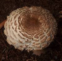 Chlorophyllum rhacodes image