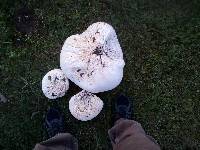 Calvatia gigantea image