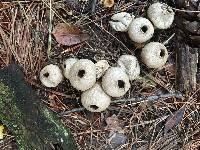 Lycoperdon perlatum image