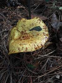 Suillus americanus image