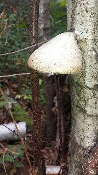 Fomitopsis betulina image