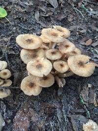 Armillaria tabescens image