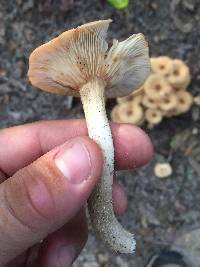 Armillaria tabescens image