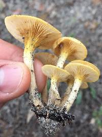 Armillaria tabescens image