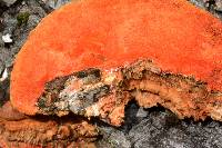 Pycnoporus coccineus image