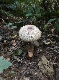 Chlorophyllum olivieri image