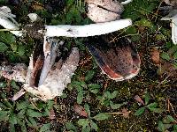 Coprinus comatus image