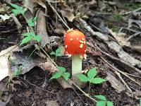 Amanita parcivolvata image