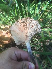 Omphalotus illudens image