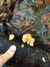 Image of Loweomyces fractipes