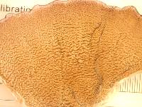 Trichaptum biforme image