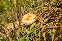 Amanita gemmata image