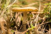 Amanita gemmata image