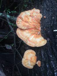 Laetiporus sulphureus image