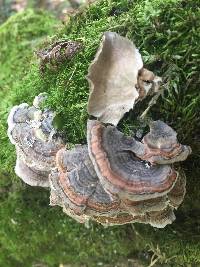 Trametes versicolor image