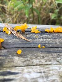 Tremella mesenterica image