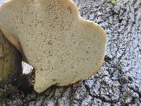 Polyporus squamosus image