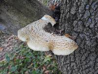 Polyporus squamosus image