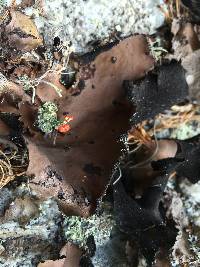 Cladonia cristatella image