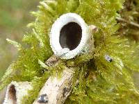 Nidula niveotomentosa image
