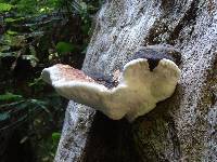 Fomitopsis pinicola image