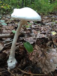 Amanita ocreata image