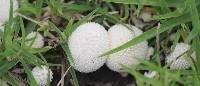 Lycoperdon perlatum image