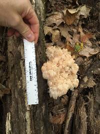 Hericium americanum image