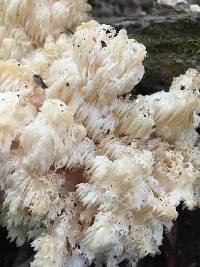 Hericium americanum image